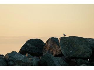 Management Rights For Sale - 1 large